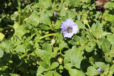 İsviçre, St. Gallen 'de açık mavi 