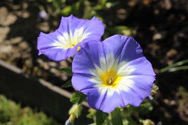 İsviçre 'nin St. Gallen kentinde bulunan mavi, beyaz ve sarı 