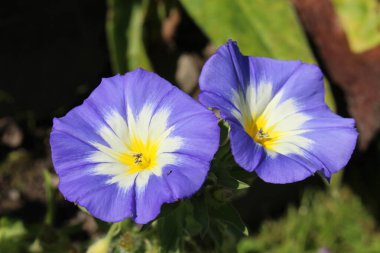 İsviçre 'nin St. Gallen kentinde bulunan mavi, beyaz ve sarı 