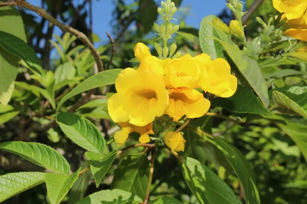 Yellow Trumpetbush Flower Yellow Bells Yellow Elder Ginger Thomas Gallen — Stock Photo, Image