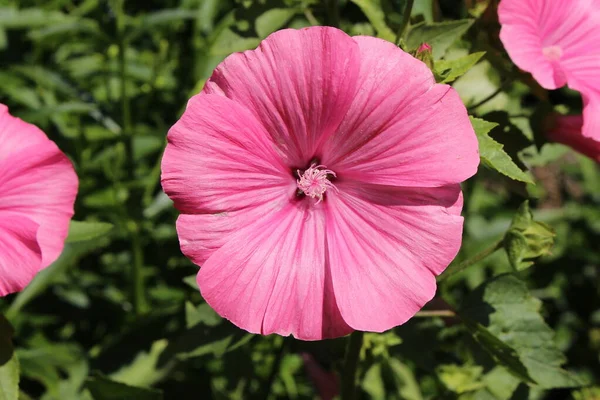 Flor Rosa Rose Mallow Malva Anual Malva Real Malva Regal — Fotografia de Stock