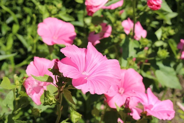 Rosa Rose Mallow Flor Malva Anual Royal Mallow Malva Real —  Fotos de Stock