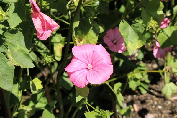 Flor Rosa Rose Mallow Malva Anual Malva Real Malva Regal — Fotografia de Stock