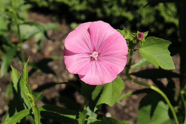 Rosa Rose Mallow Blomma Eller Ettårig Malva Kunglig Malva Regal — Stockfoto