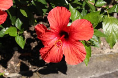 İsviçre 'nin St. Gallen kentinde bulunan kırmızı 