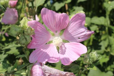 İsviçre 'nin St. Gallen kentinde bulunan 