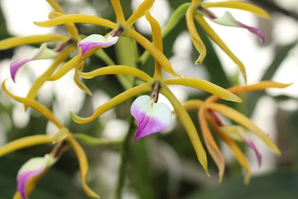 Flor Orquídea Brassavola Panarica Gallen Suiza Encyclia Brassavolae Syn Prosthechea — Foto de Stock
