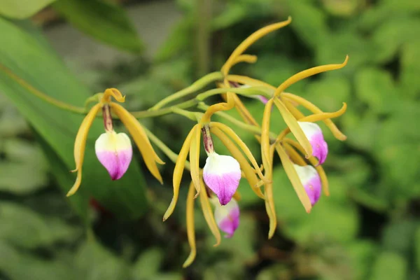 Fleur Orchidée Brassavola Panarica Saint Gall Suisse Encyclia Brassavolae Syn — Photo