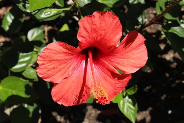 位于瑞士圣加仑的红色 中国芙蓉 或夏威夷芙蓉 鞋黑植物 其拉丁文名为Hibiscus Rosa Sinensis 原产于亚洲热带地区 — 图库照片