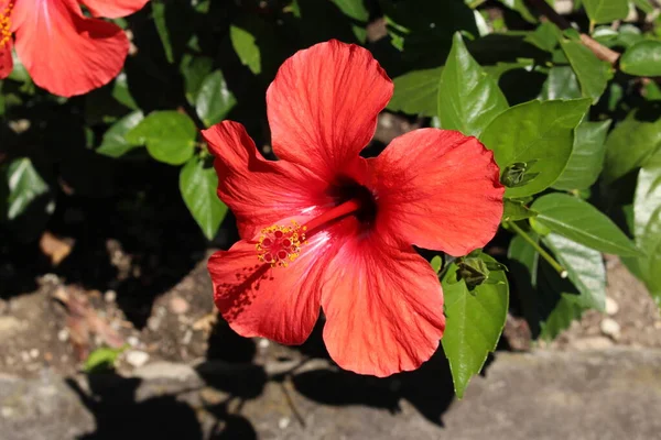 位于瑞士圣加仑的红色 中国芙蓉 或夏威夷芙蓉 鞋黑植物 其拉丁文名为Hibiscus Rosa Sinensis 原产于亚洲热带地区 — 图库照片