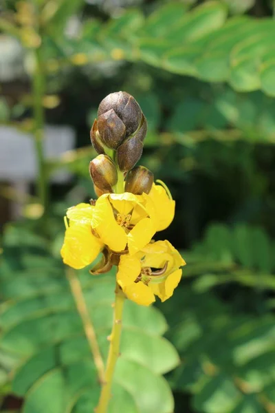 Yellow African Senna Flower Popcorn Senna Candelabra Tree Peanut Butter — Stock Photo, Image