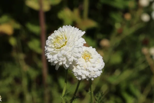 Beyaz papatya çiçeği (veya İngiliz papatyası, Ground Apple, Low Papatya, Whig Plant) İsviçre 'nin St. Gallen kentinde. Latince adı Chamaemelum Nobile 'Plena' (Syn Anthemis Nobilis)).