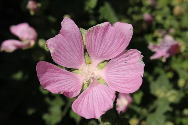 Rózsaszín Garden Tree Mallow Virág Vagy Tree Lavatera Gallen Svájc — Stock Fotó