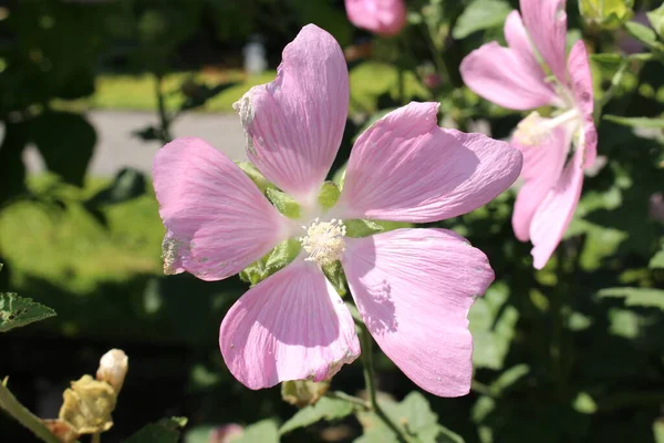 Rosa Garten Malvenblüte Oder Baum Lavatera Gallen Schweiz Sein Lateinischer — Stockfoto
