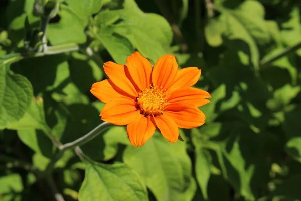 Orange Mexican Sunflower Gallen Schweiz Sein Lateinischer Name Ist Tithonia — Stockfoto