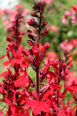 İsviçre 'nin St. Gallen kentinde kırmızı 