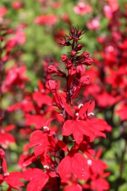 İsviçre 'nin St. Gallen kentinde kırmızı 