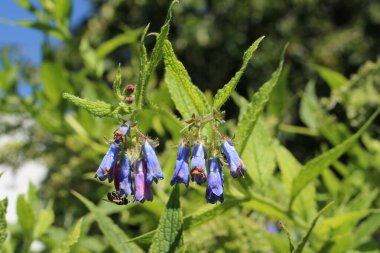 İsviçre 'nin St. Gallen kentinde bulunan mavi 