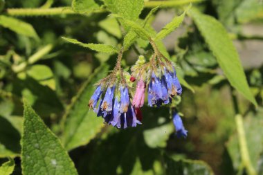 İsviçre 'nin St. Gallen kentinde bulunan mavi 