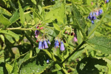 İsviçre 'nin St. Gallen kentinde bulunan mavi 