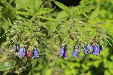 İsviçre 'nin St. Gallen kentinde bulunan mavi 