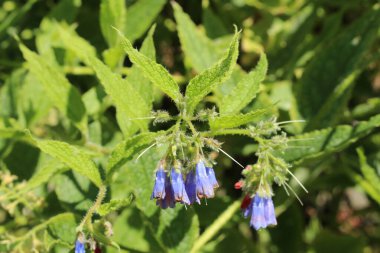İsviçre 'nin St. Gallen kentinde bulunan mavi 