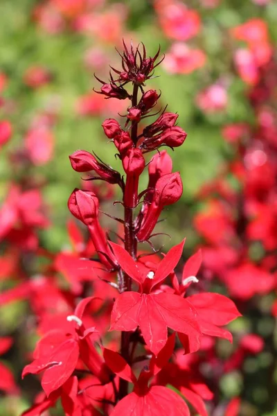 Red Cardinal Flowers Bog Sage Gallen Suiza Nombre Latín Lobelia — Foto de Stock
