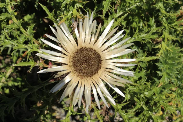 Stemless Carline Thistle Або Dwarf Carline Thistle Silver Thistle Санкт — стокове фото