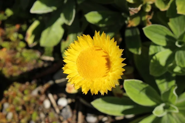 Yellow Everlasting Flower Leabane Yellow Daisy Golden Strawflower Gallen Switzerland — Stock Photo, Image