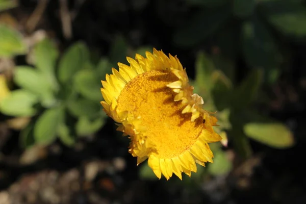 Gult Evigvarende Blomst Eller Leabane Yellow Daisy Golden Strawflower Gallen – stockfoto