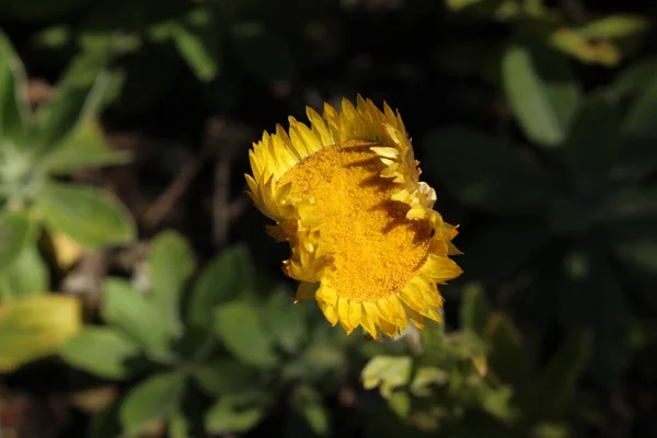 Sárga Örök Virág Vagy Leabane Sárga Daisy Arany Strawflower Gallenben — Stock Fotó