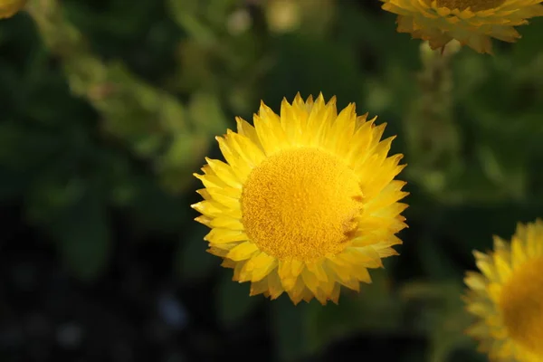 Yellow Everlasting Flower Leabane Yellow Daisy Golden Strawflower Gallen Switzerland — Stock Photo, Image