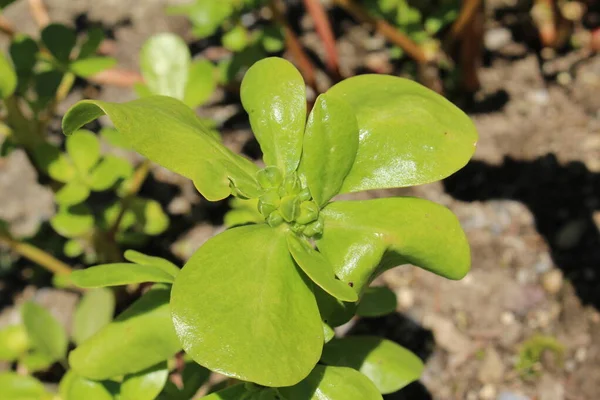 Κοινό Φυτό Purslane Verdolaga Pigweed Little Hogweed Red Root Pursley — Φωτογραφία Αρχείου