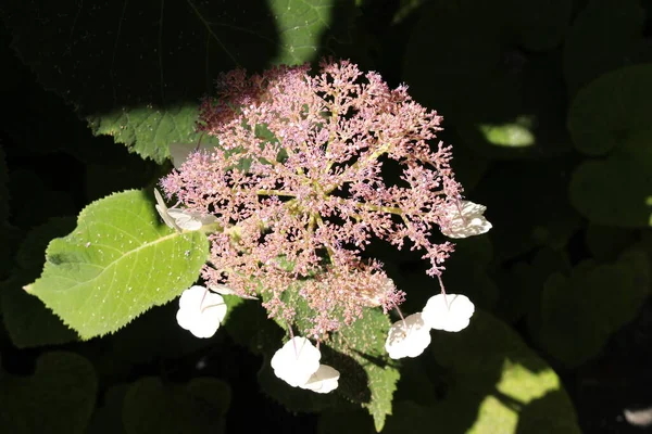 Sargent Hydrangea Flowers Bigleaf Hydrangea Gallen Switzerland Its Latin Name — Stock Photo, Image