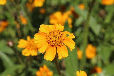 İsviçre 'nin St. Gallen şehrinde sarı 