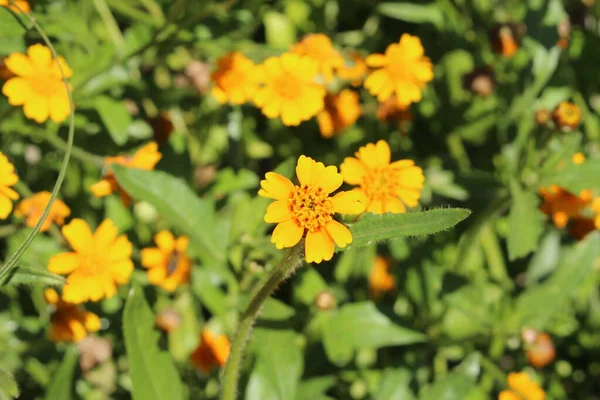 Žlutá Třílaloká Tridax Daisy Květina Gallen Švýcarsko Jeho Latinské Jméno — Stock fotografie