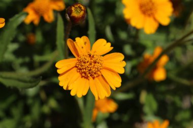 İsviçre 'nin St. Gallen şehrinde sarı 