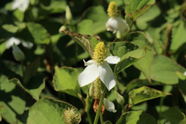 İsviçre 'nin St. Gallen kentinde bulunan beyaz 