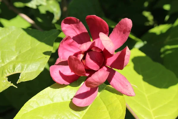 スイスのサンガレンにあるハイブリッド 甘い低木 ラテン名はSinocalycanthus Raulstonii Hartlage Wine シノカリカンサス チネンシス Sinocalycanthus Chinensis — ストック写真