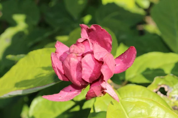 Hybrid Sweetshrub Blume Gallen Schweiz Sein Lateinischer Name Ist Sinocalycanthus — Stockfoto