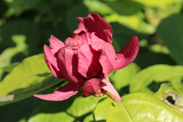 Flor Híbrida Sweetshrub Gallen Suíça Seu Nome Latino Sinocalycanthus Raulstonii — Fotografia de Stock