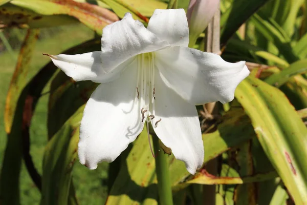 Hybridní Bílá Květina Swamp Lily Neboli Crinum Lily Powell Lily — Stock fotografie