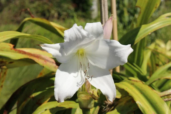 Υβριδικό Λευκό Λουλούδι Swamp Lily Crinum Lily Powell Lily Στο — Φωτογραφία Αρχείου