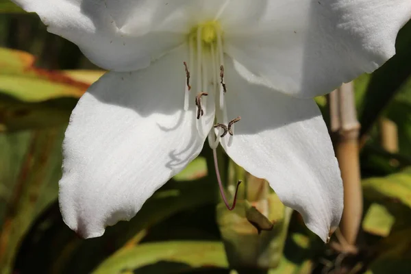 Hybrid White Swamp Lily Flower Crinum Lily Powell Lily Gallen — Stock Photo, Image