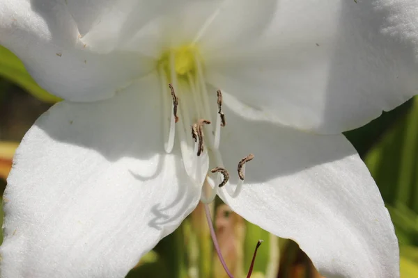 Hybrid White Swamp Lily Flower Crinum Lily Powell Lily Gallen — Stock Photo, Image