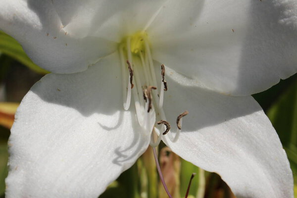 Белый цветок "болотной лилии" (или Crinum Lily, Powell Lily) в швейцарском Санкт-Галлене. Его латинское название - Crinum Powellii. Это порода Crinum Bulbispermum и Crinum Moorei
.