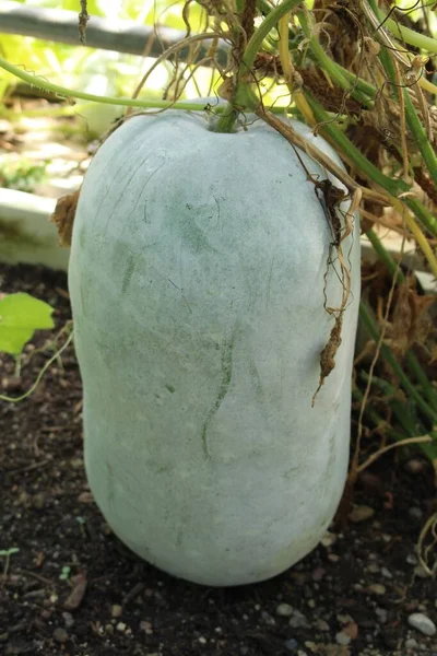 Wintermelone Oder Aschenkürbis Wachskürbis Weißer Kürbis Winterkürbis Talgkürbis Chinesische Einmachmelone — Stockfoto