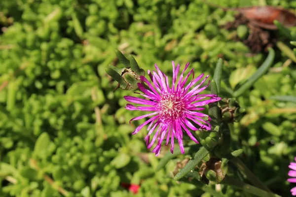 Trailing Iceplant Blomma Eller Rosa Matta Isväxt Cooper Ice Plant — Stockfoto