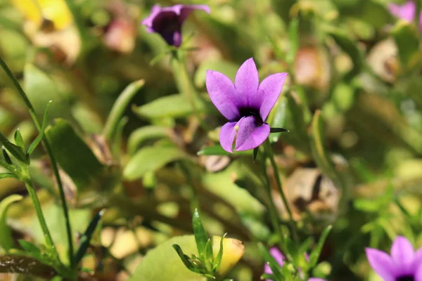 野生紫罗兰花在瑞士圣加仑 其拉丁文名称为Monopsis Unidentata 原产于南非 — 图库照片