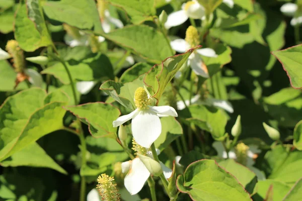 White Chameleon Plant Flower Fish Mint Lizard Tail Heartleaf Fishwort — Stock Photo, Image